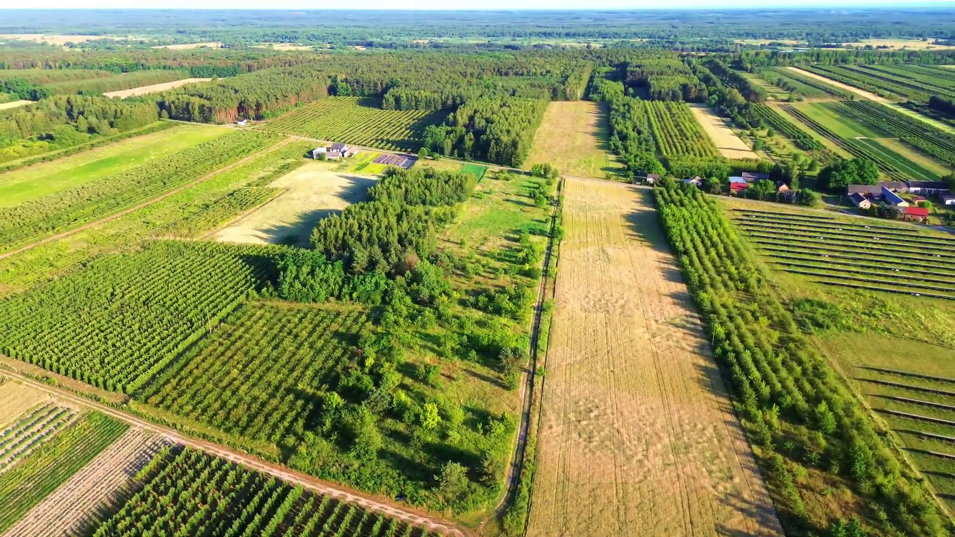 Sosnowy bór nad skarpą rzeki